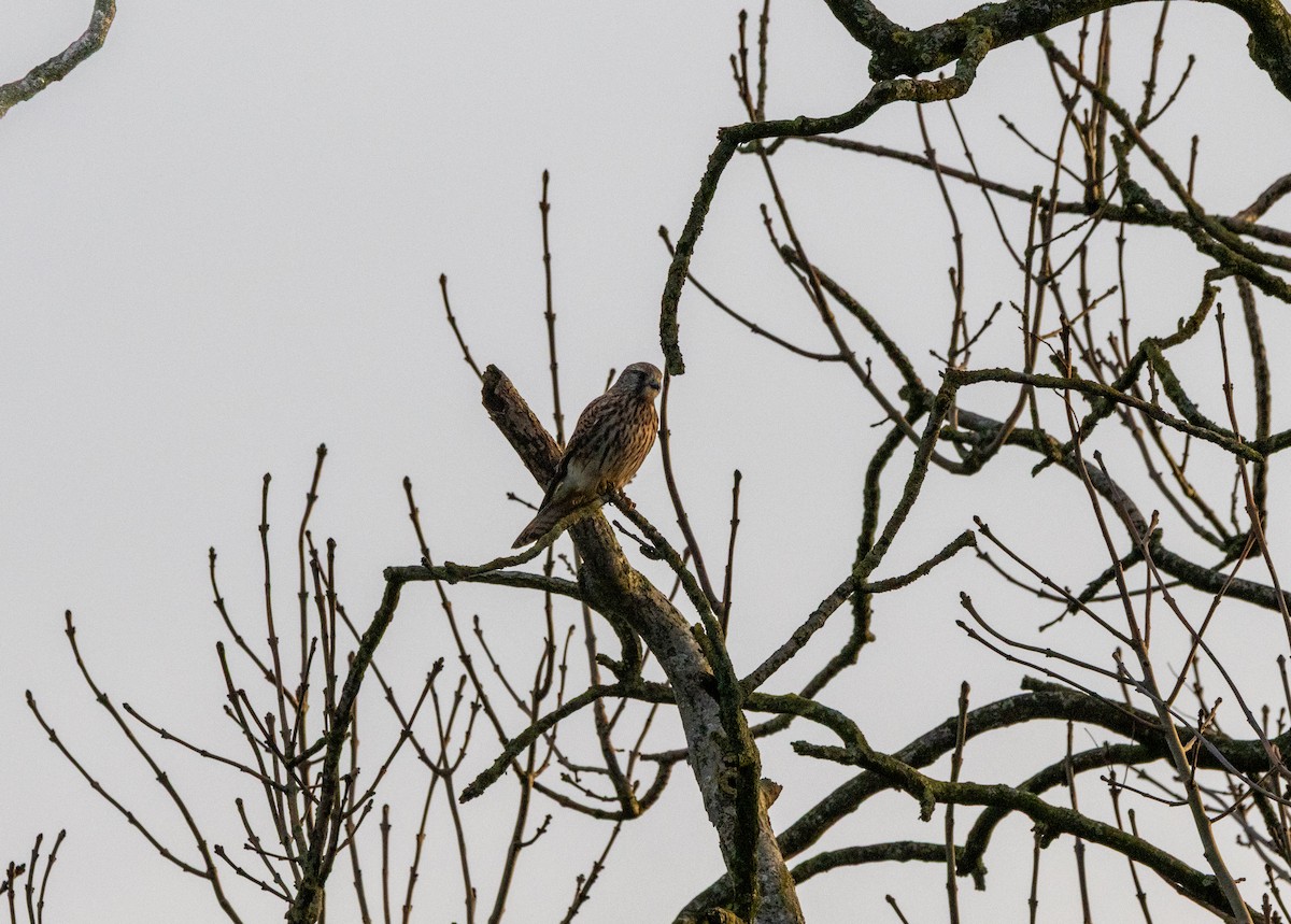 בז מצוי - ML646888323