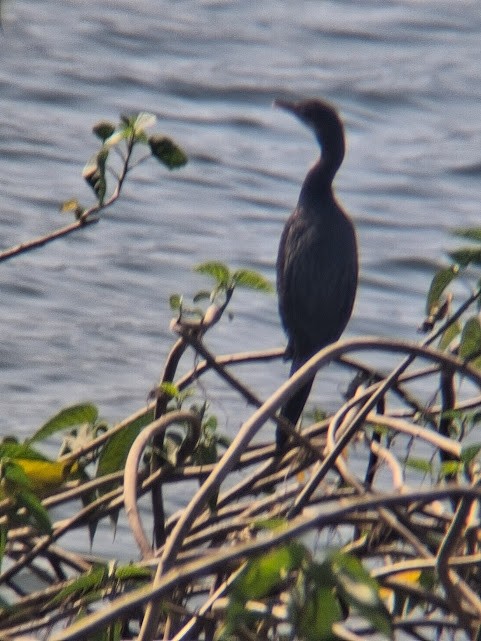 Little Cormorant - ML646888325