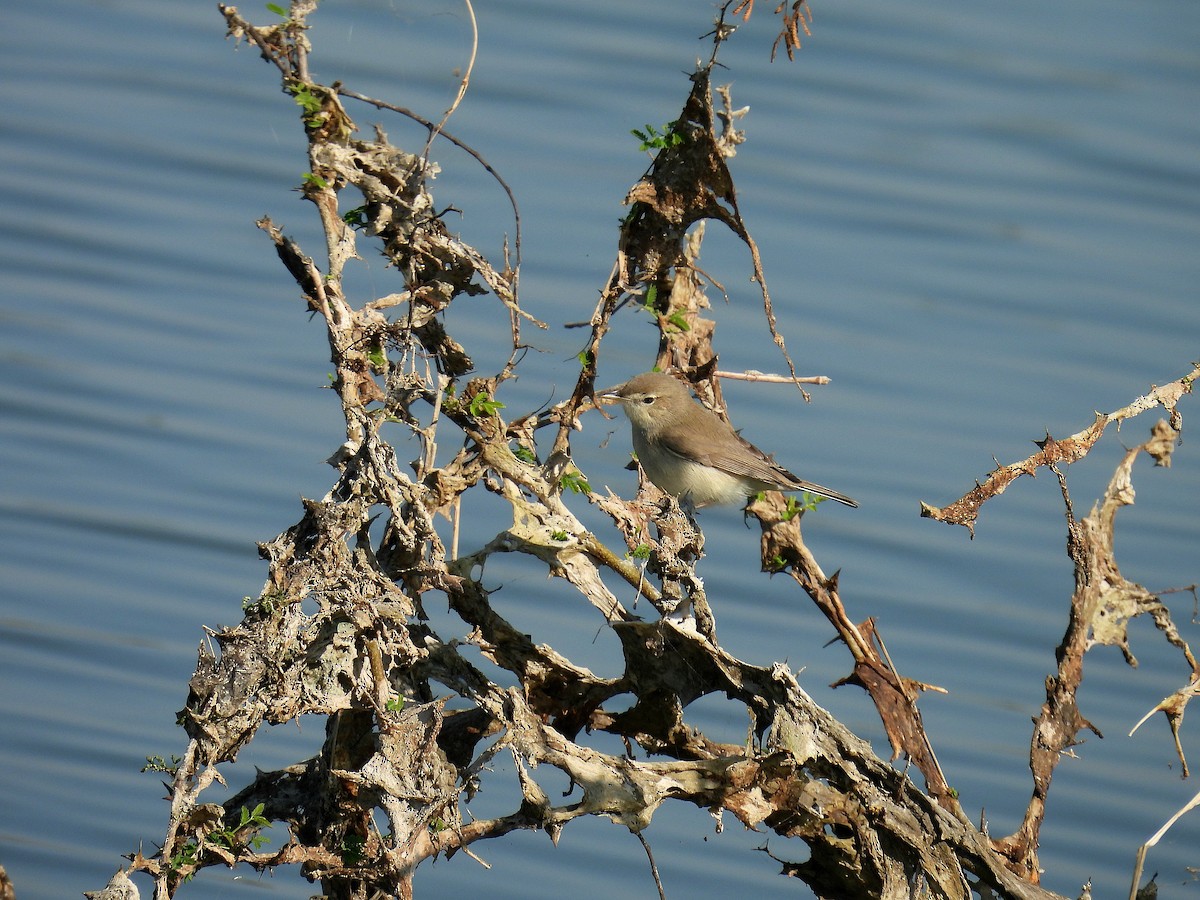 Sykes's Warbler - ML646888326