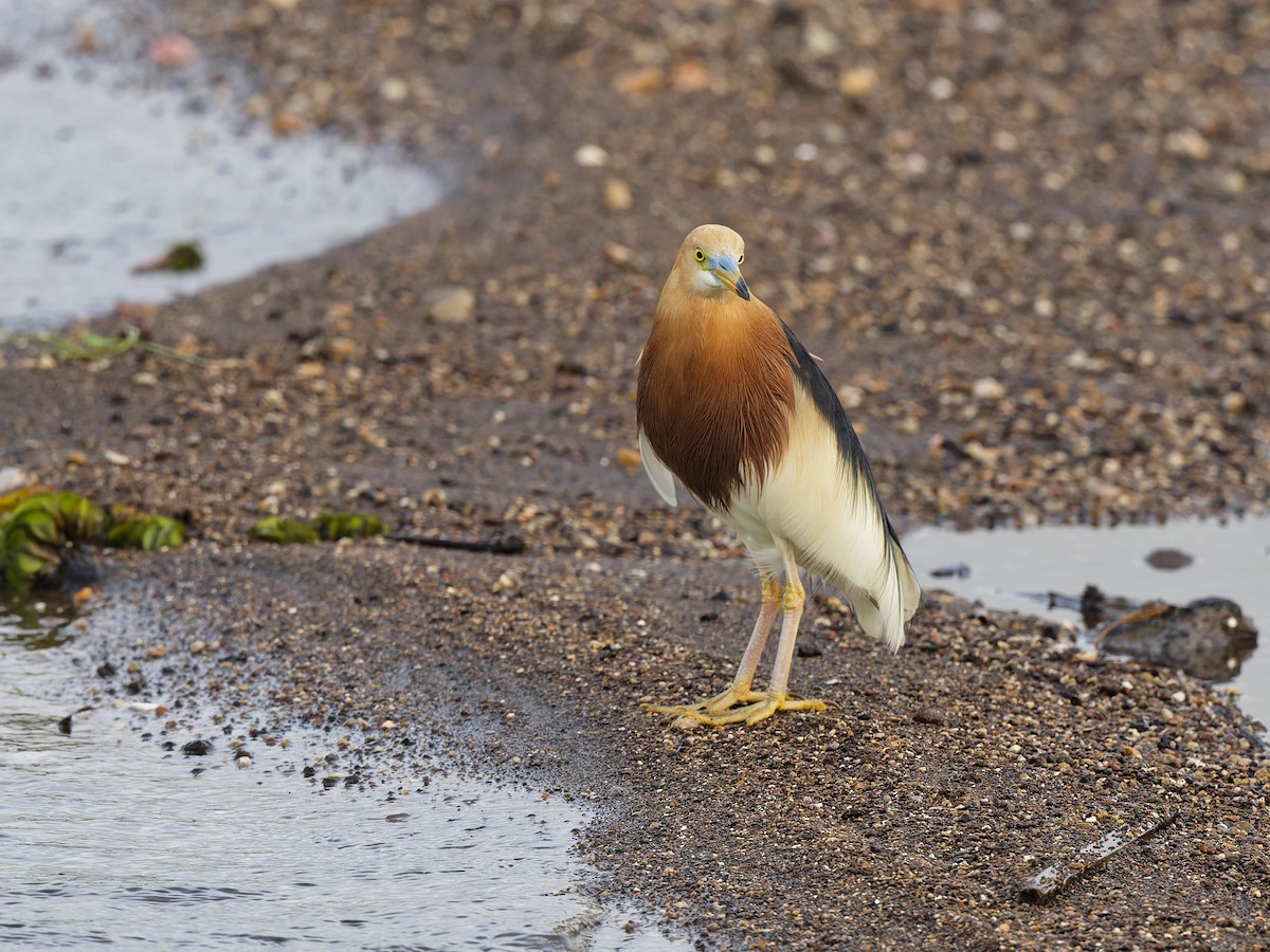 Javan Pond-Heron - ML646888332