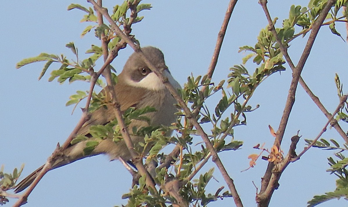 Fauvette orphéane - ML646888333
