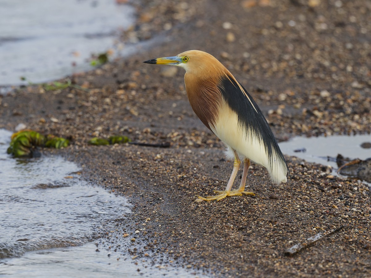 Javan Pond-Heron - ML646888334