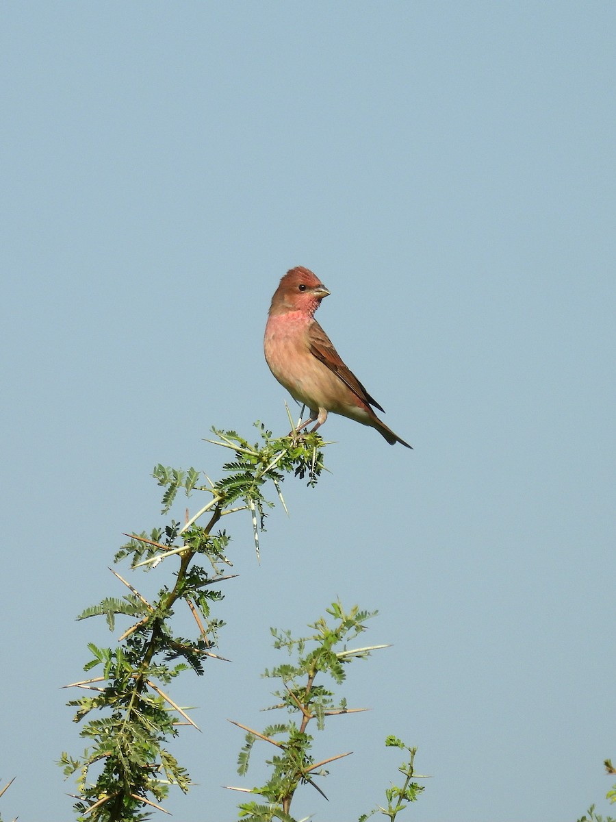 普通朱雀 - ML646888336