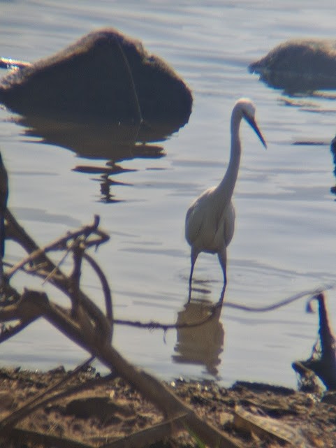Little Egret - ML646888340