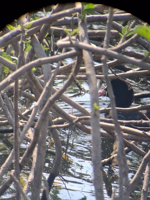 Eurasian Coot - ML646888343