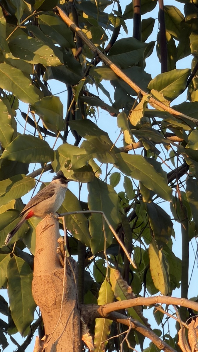 Bulbul urre-ipurdia - ML646888348