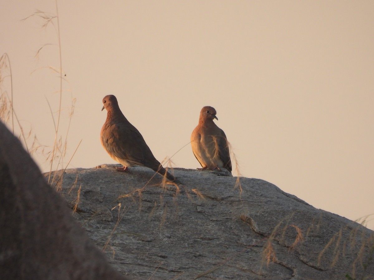צוצלת - ML646888354
