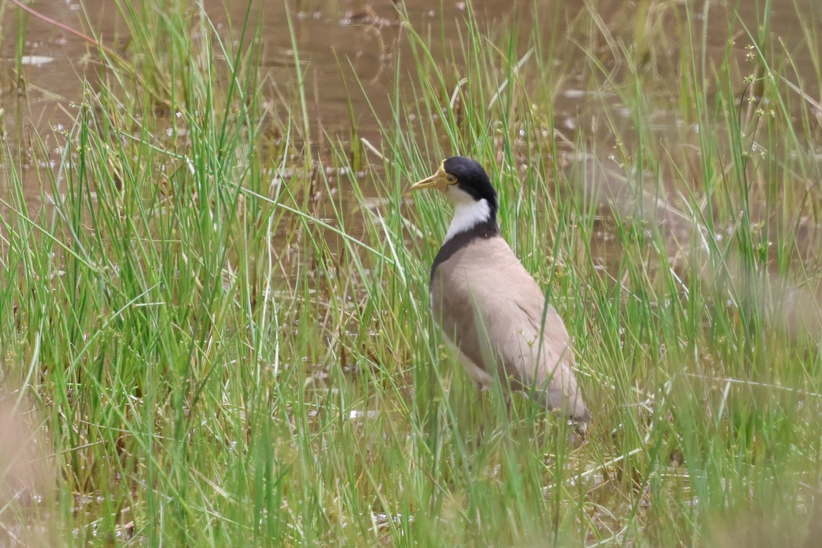 Masked Lapwing - ML646888359