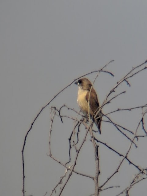 Scaly-breasted Munia - ML646888368