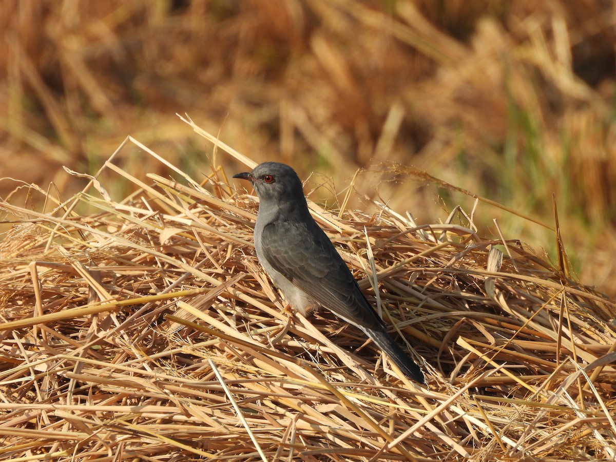 Кукавка мала - ML646888370