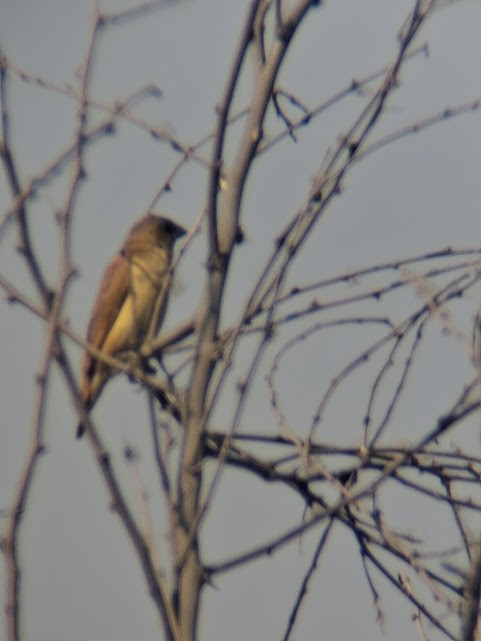 Scaly-breasted Munia - ML646888372