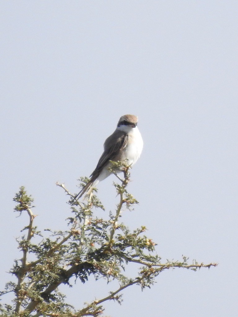Red-tailed Shrike - ML646888373