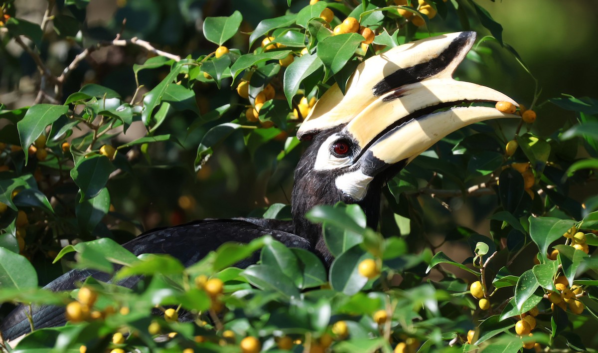 Oriental Pied-Hornbill - ML646888383