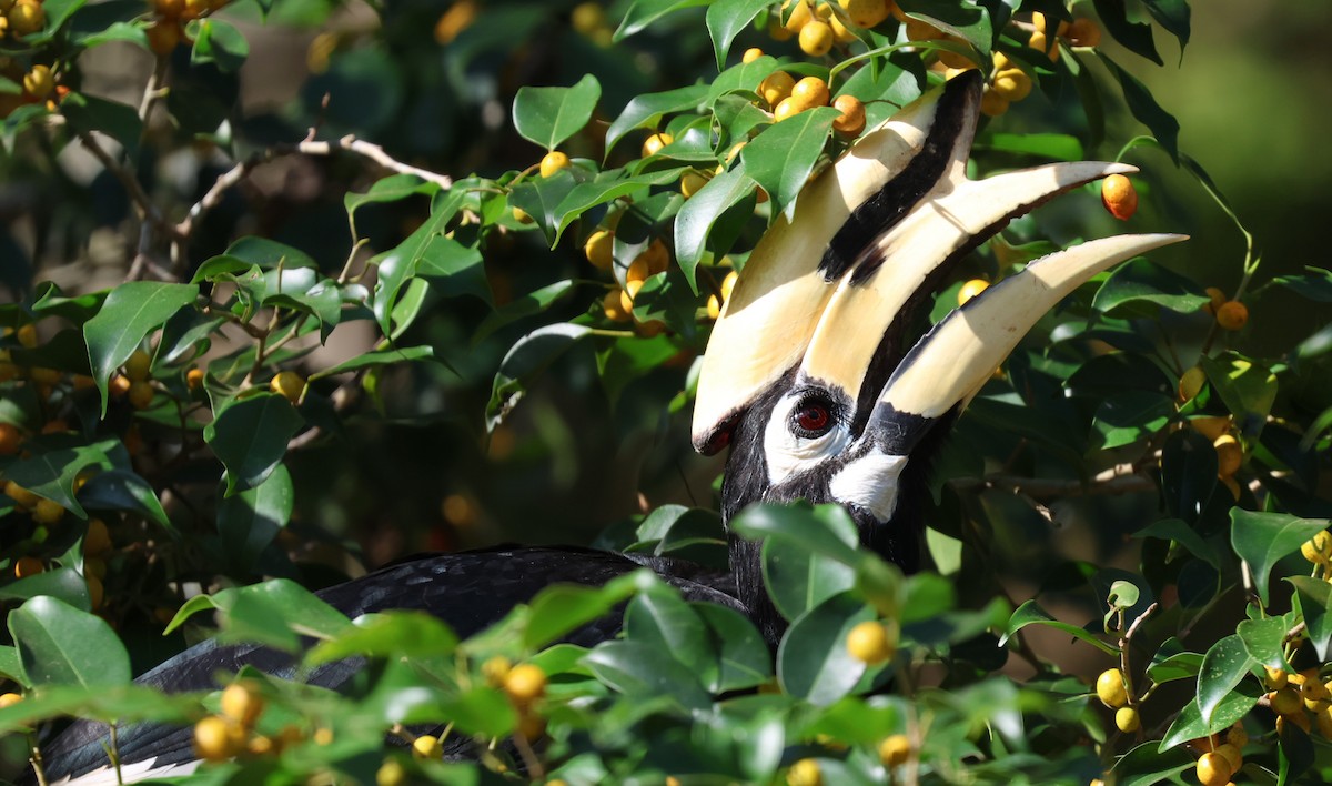 Oriental Pied-Hornbill - ML646888384