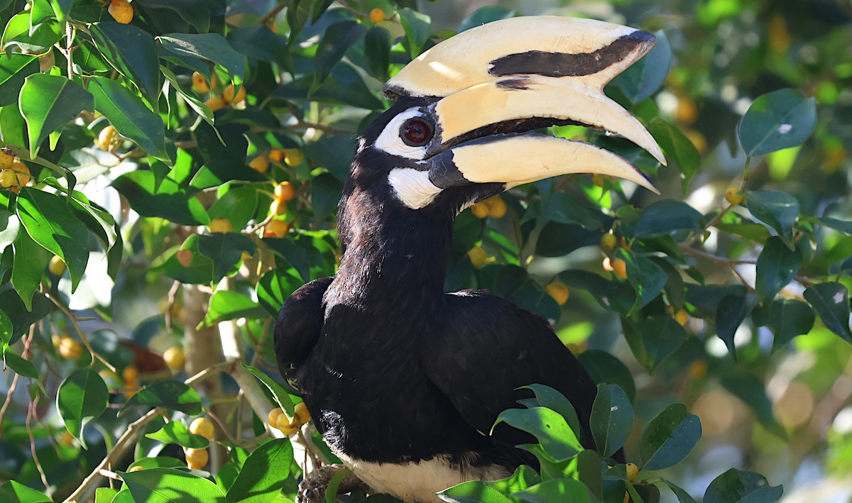 Oriental Pied-Hornbill - ML646888385