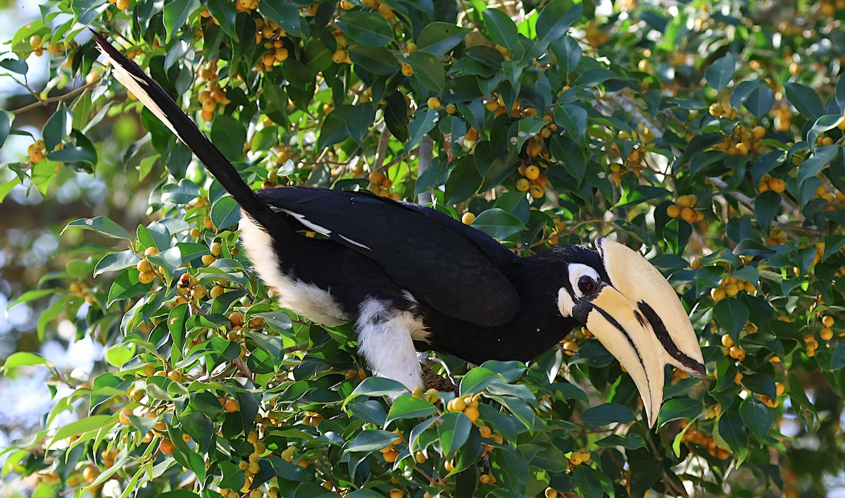 Oriental Pied-Hornbill - ML646888386