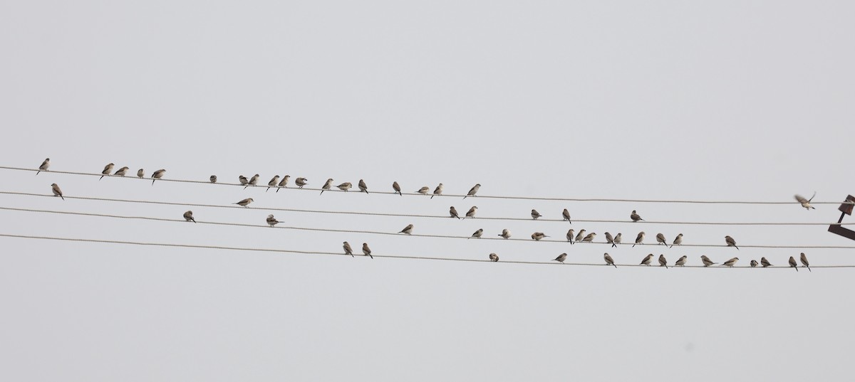 Малабарская амадина - ML646888391