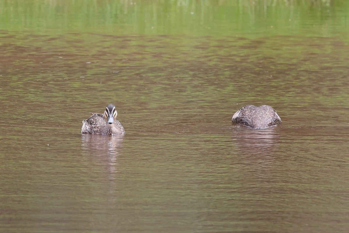 Augenbrauenente - ML646888397