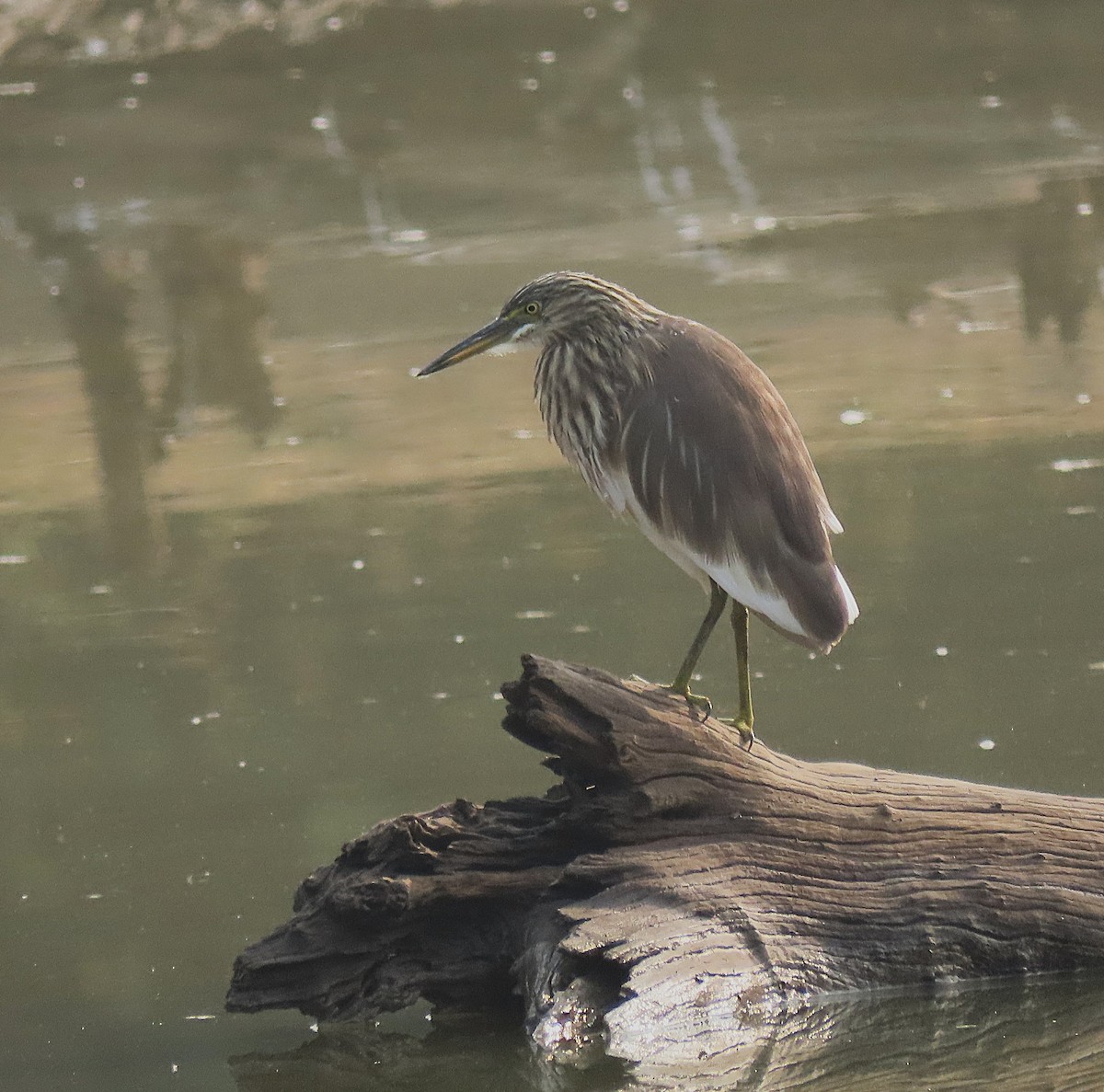 Индийская прудовая цапля - ML646888398