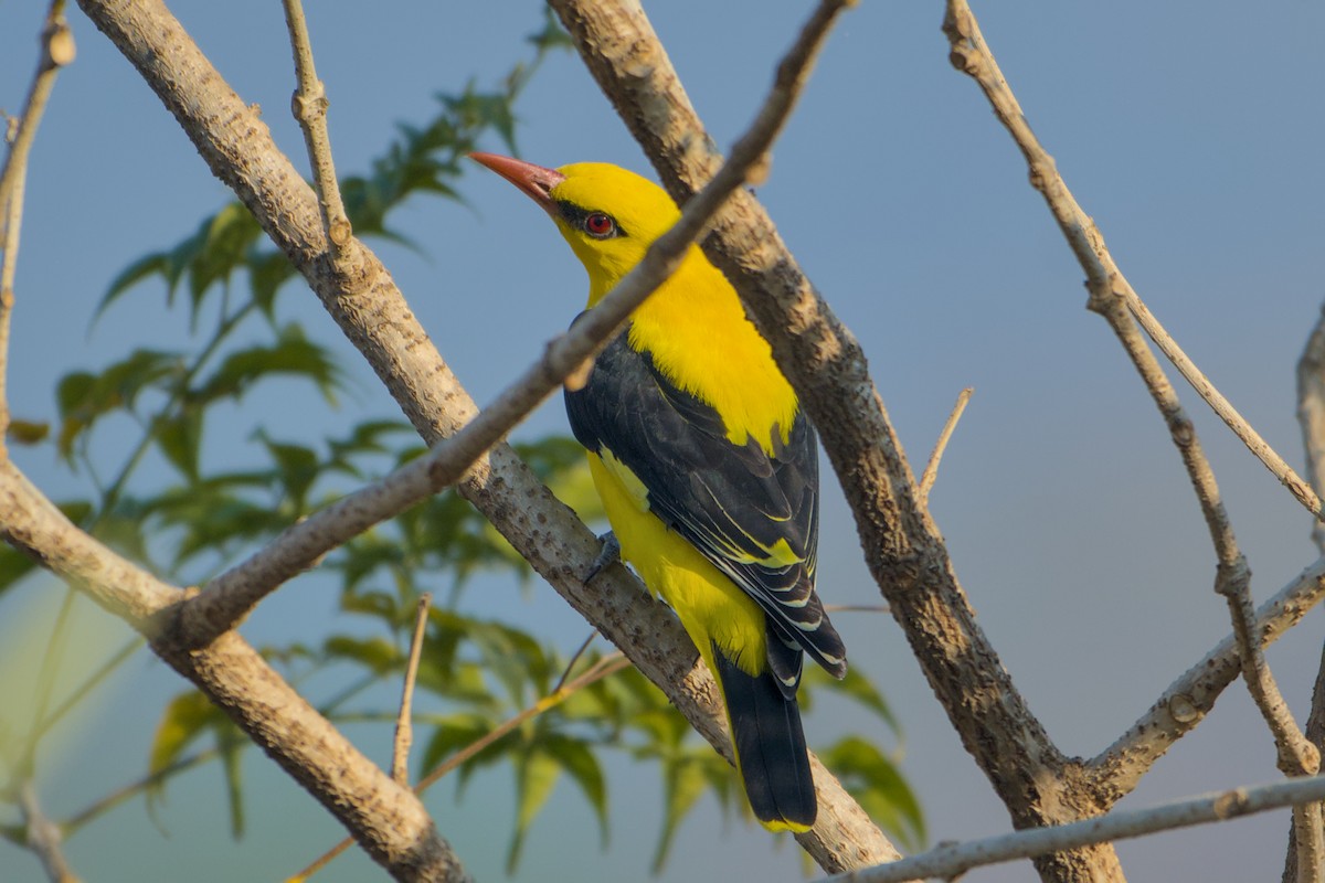 Indian Golden Oriole - ML646888399