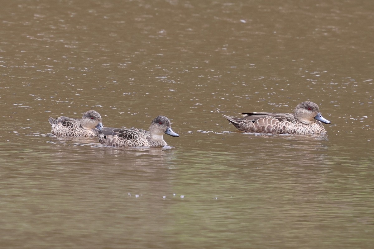 Gray Teal - ML646888401