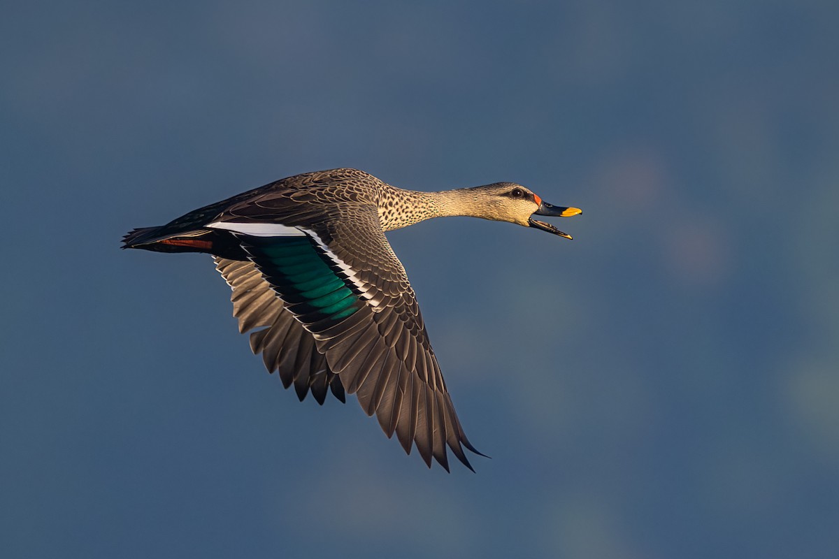 Пестроносая кряква - ML646888419