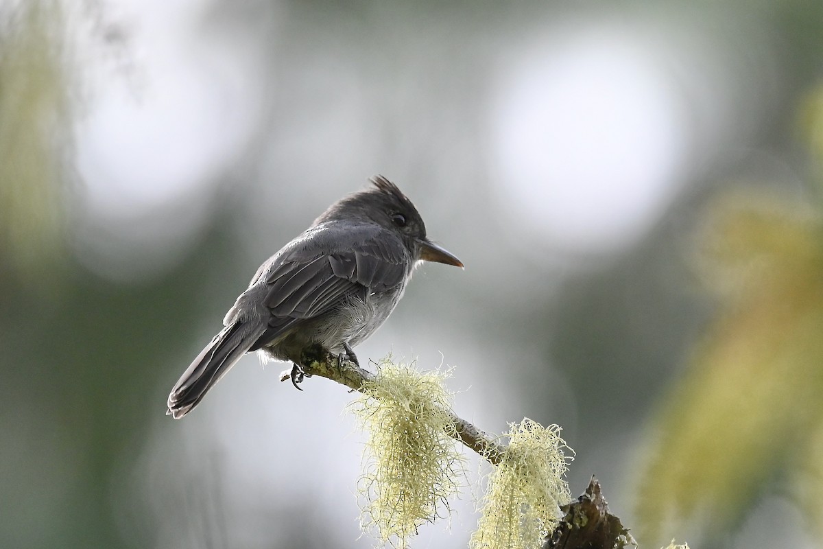 Smoke-colored Pewee - ML646888420