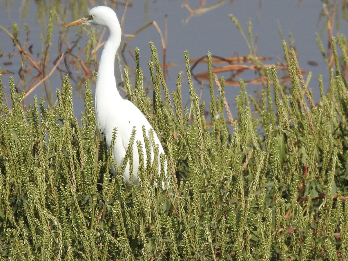 Yellow-billed Egret - ML646888422