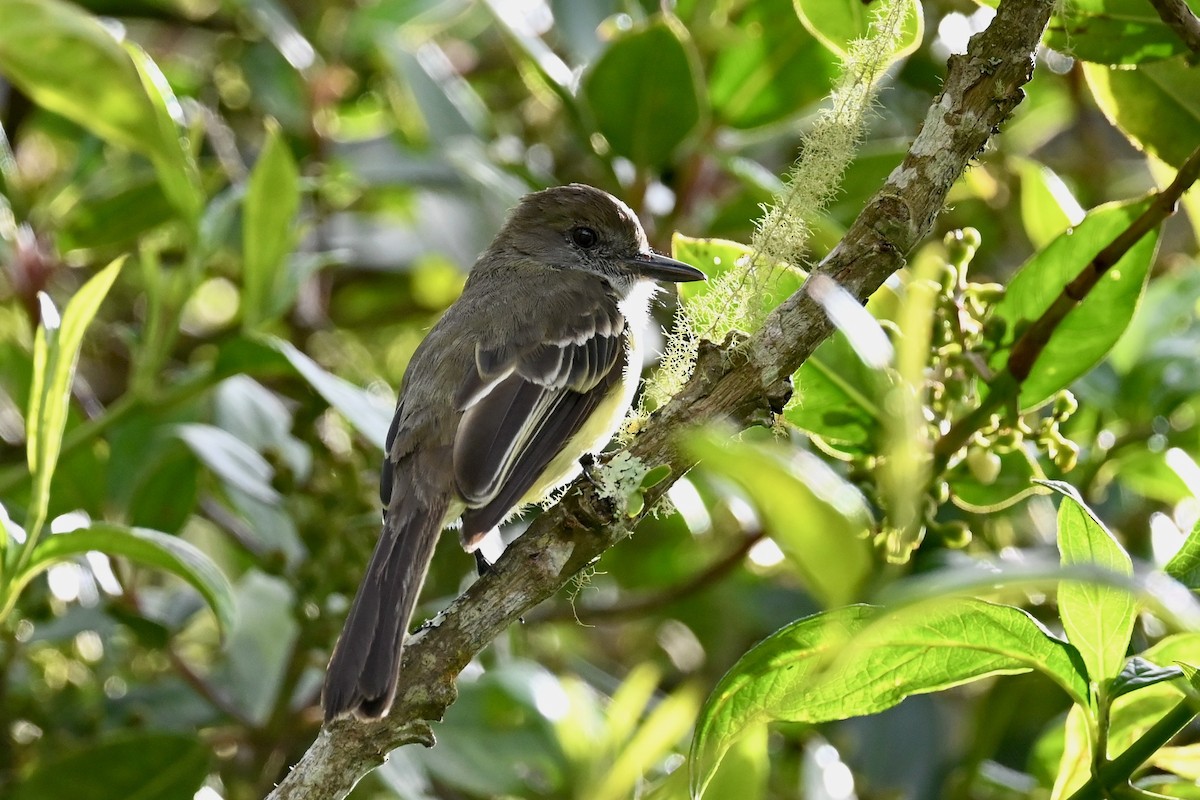 Pale-edged Flycatcher - ML646888423