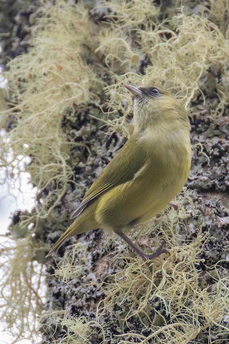 hawaiiklatrefink - ML646888424