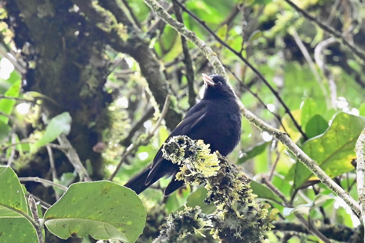 Mountain Cacique - ML646888429