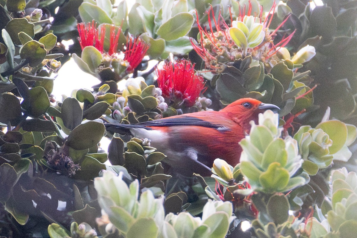 šatovník karmínový - ML646888432