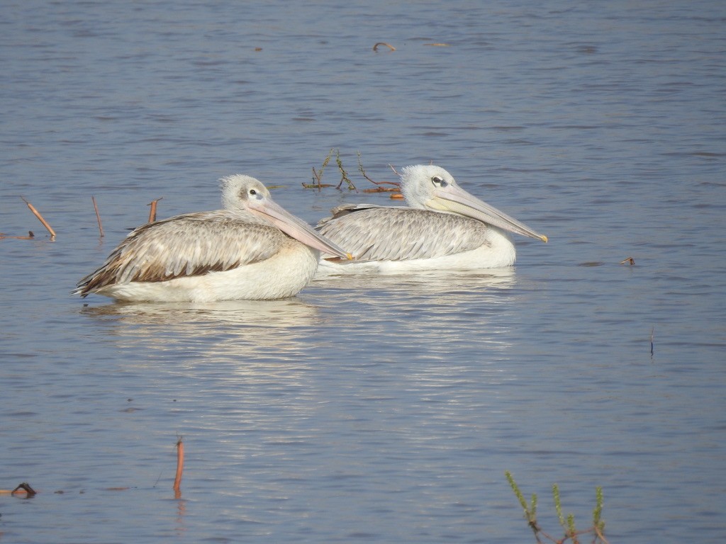コシベニペリカン - ML646888434