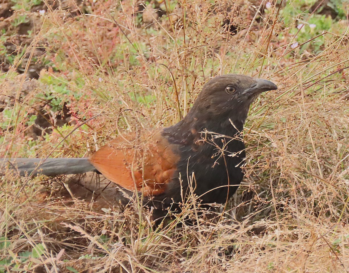 Greater Coucal - ML646888440