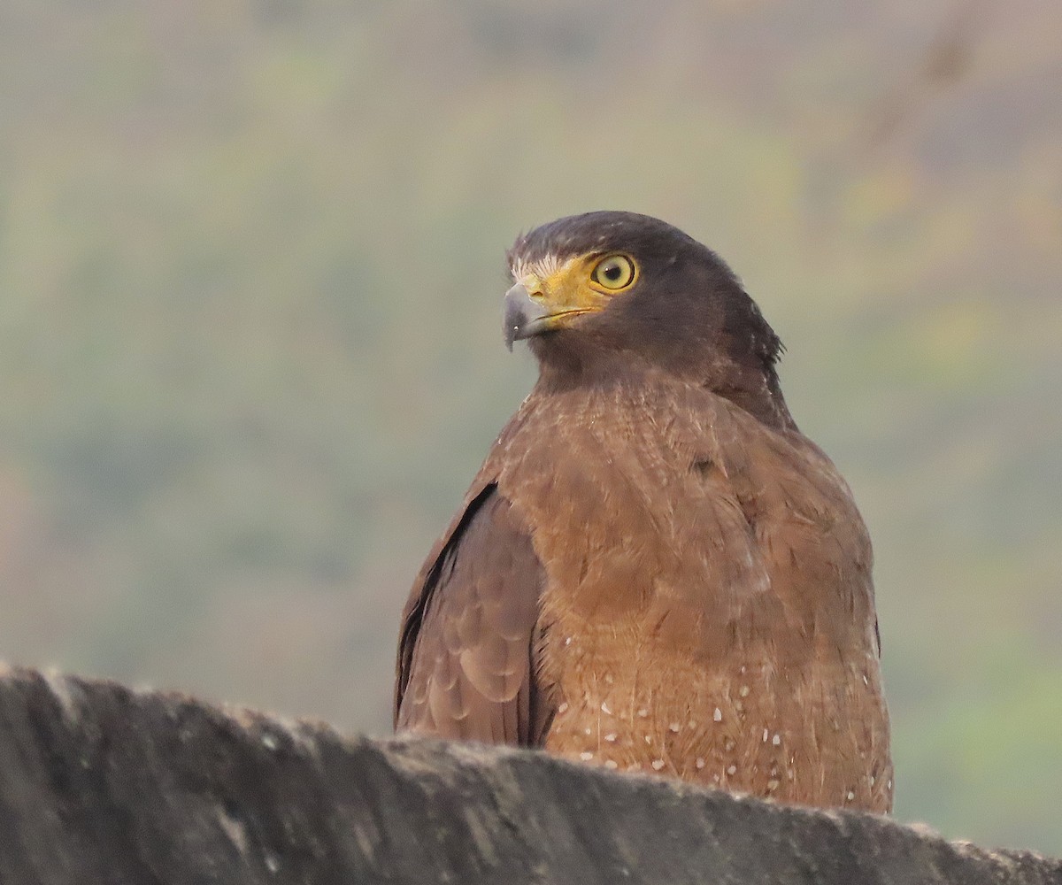 Crested Serpent-Eagle - ML646888442