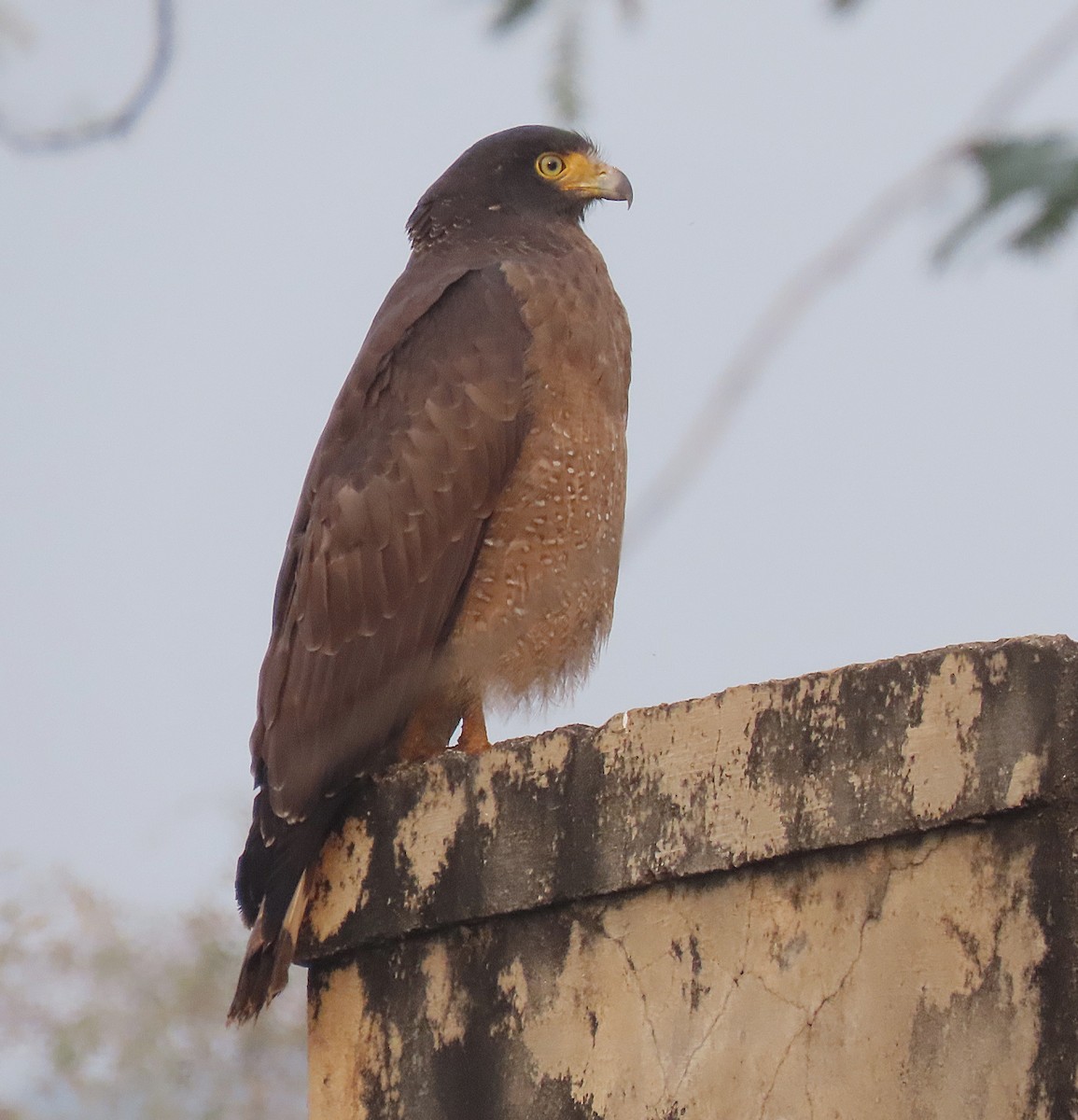 Crested Serpent-Eagle - ML646888444