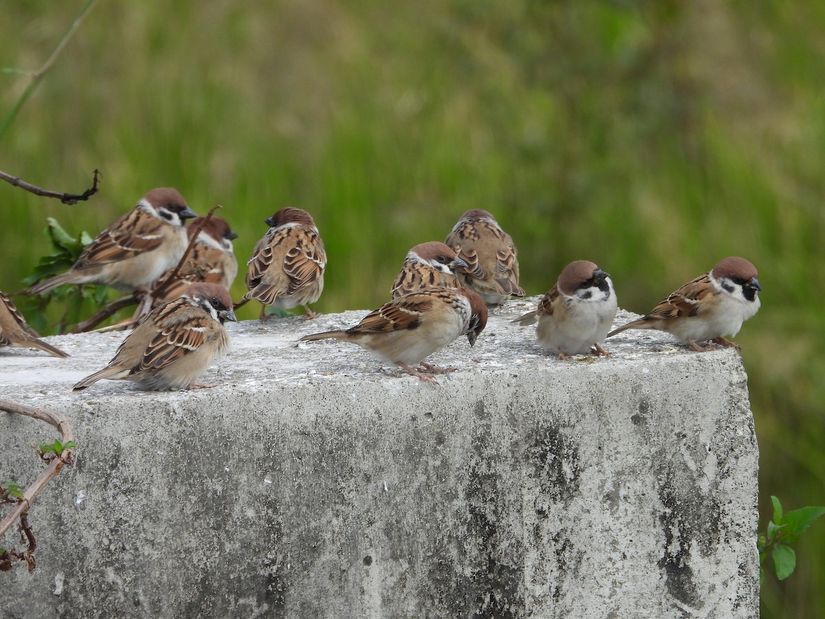 Eurasian Tree Sparrow - ML646888445