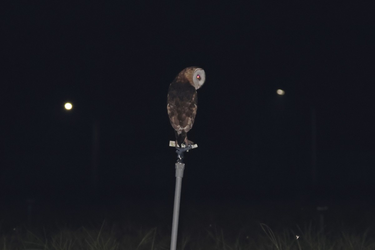 Australasian Grass-Owl - ML646888449