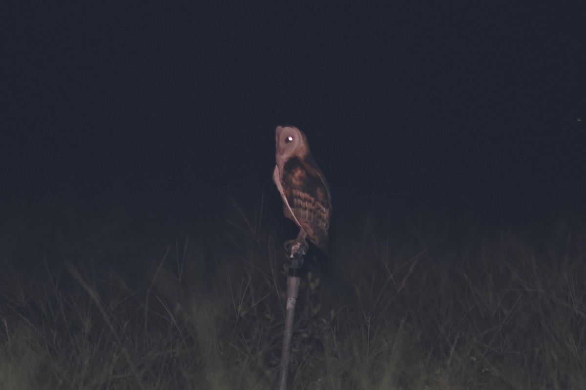 Australasian Grass-Owl - ML646888450