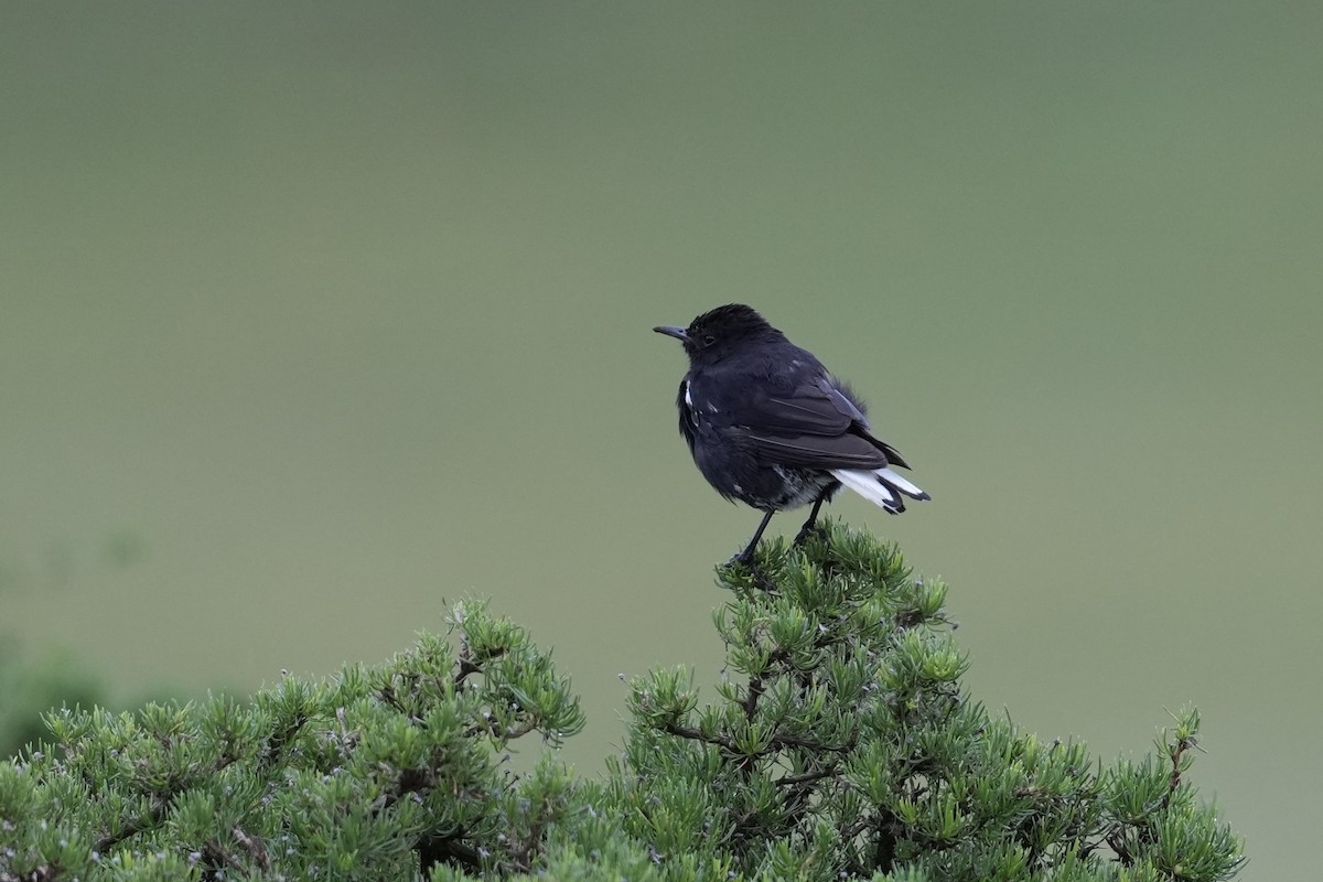 Mountain Chat - ML646888456