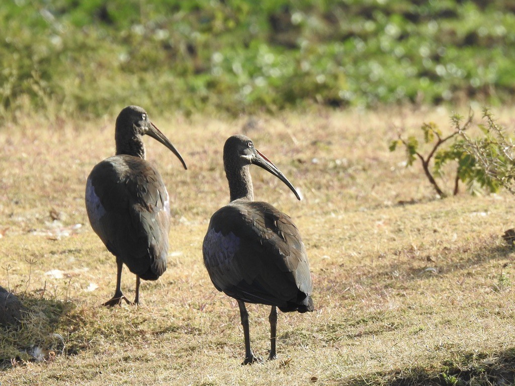 Hadada Ibis - ML646888457