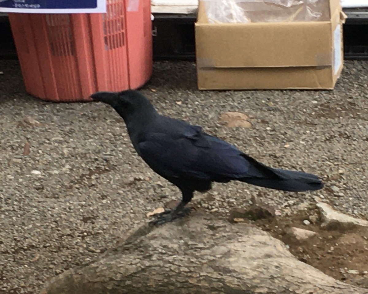 crow sp. - ML646888458