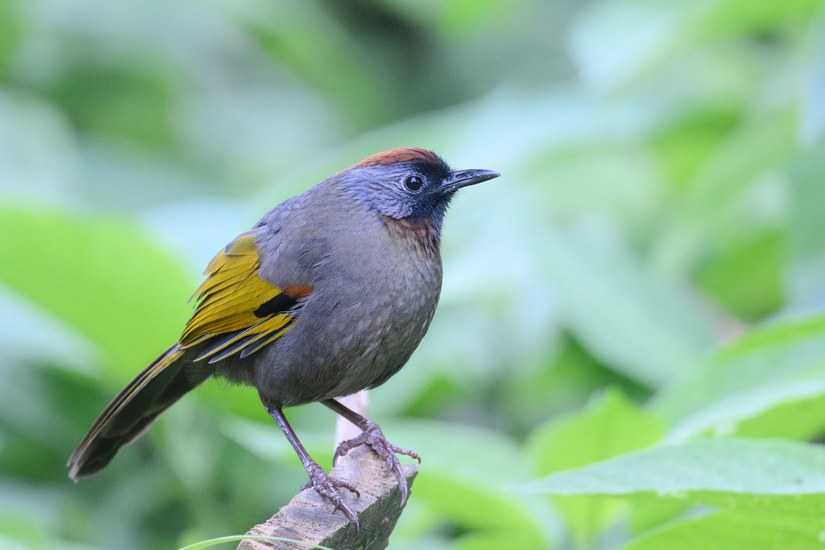 Gümüş Kulaklı Gevezeardıç - ML646888460