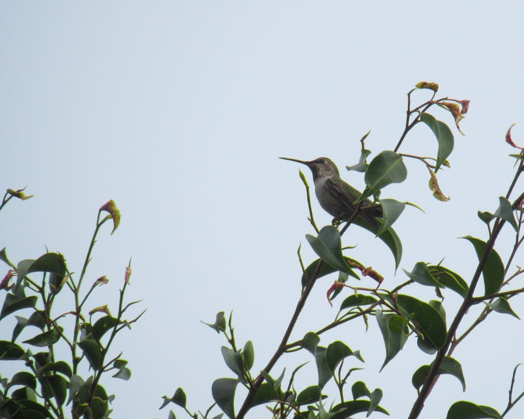Anna's Hummingbird - ML646888466
