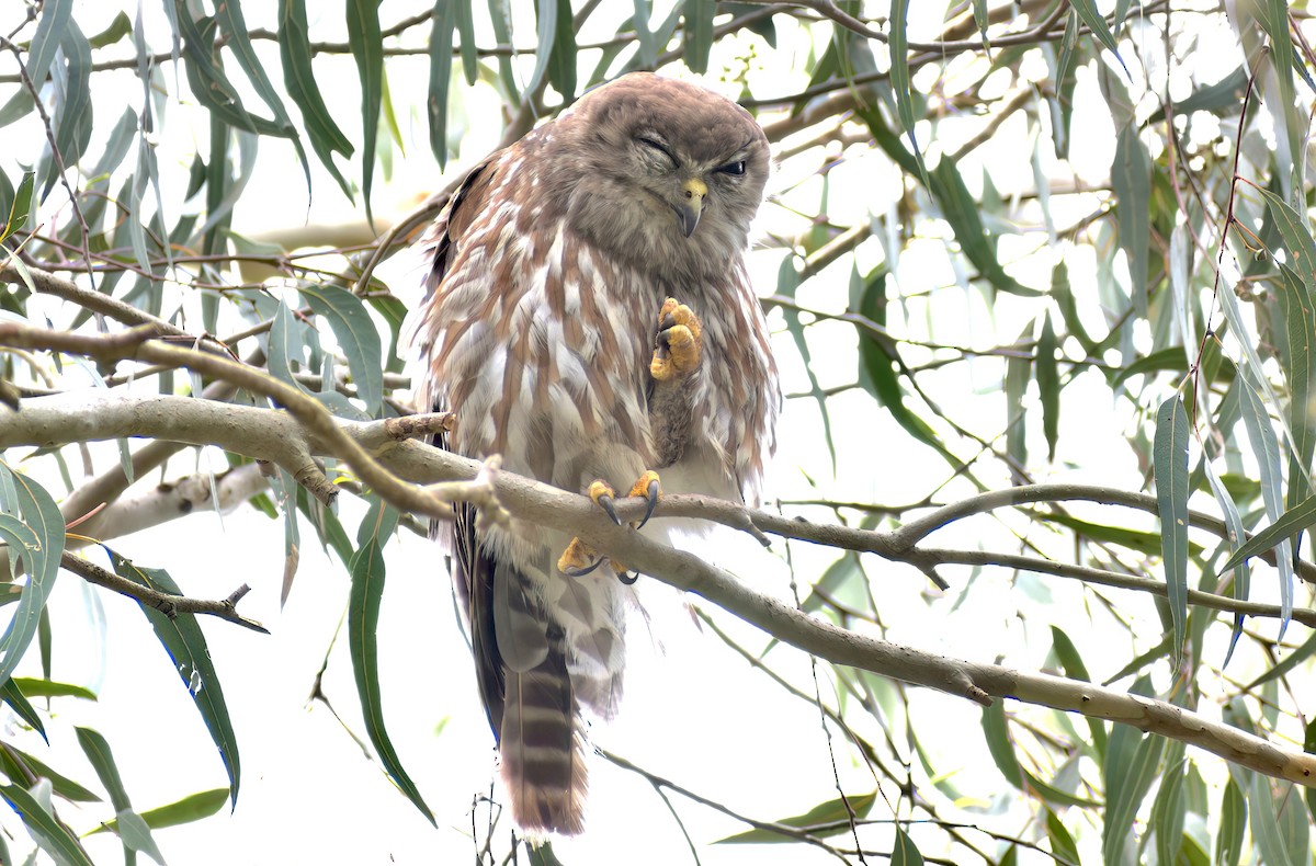 Сова-голконіг плямиста - ML646888474