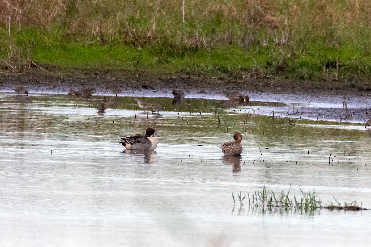 Canard pilet - ML646888477