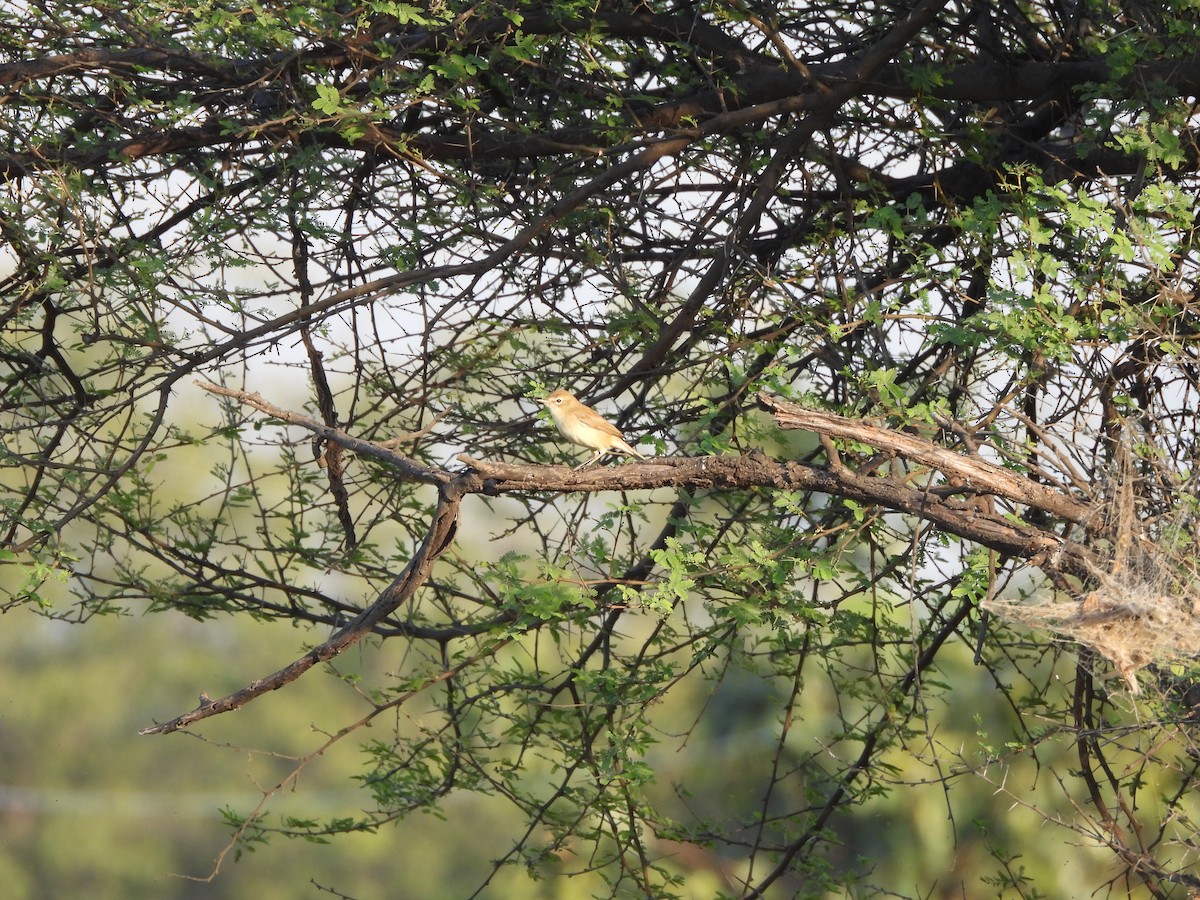Hypolaïs bottée - ML646888480