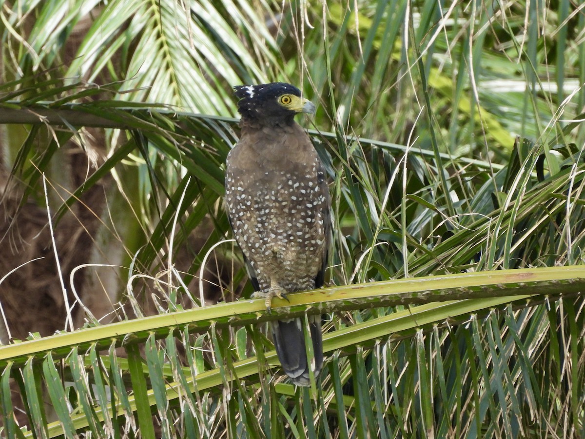 大冠鷲 - ML646888481