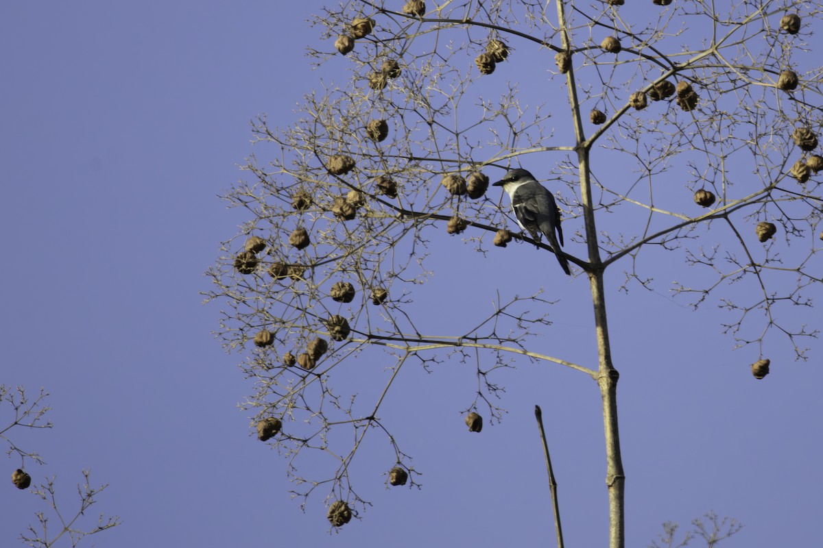 Ashy Minivet - ML646888489