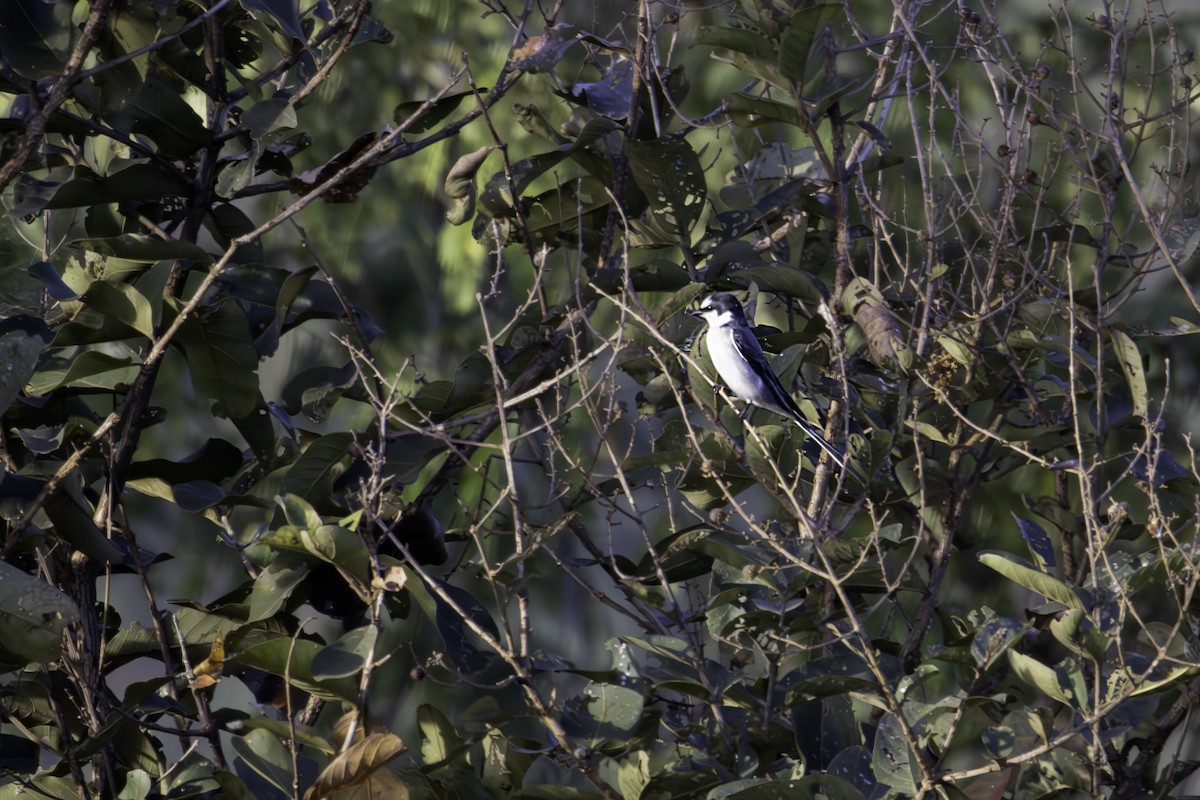 Ashy Minivet - ML646888491